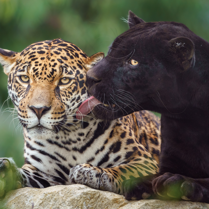 Wildlife in Belize: A Nature Lover's Guide to What Lives Here