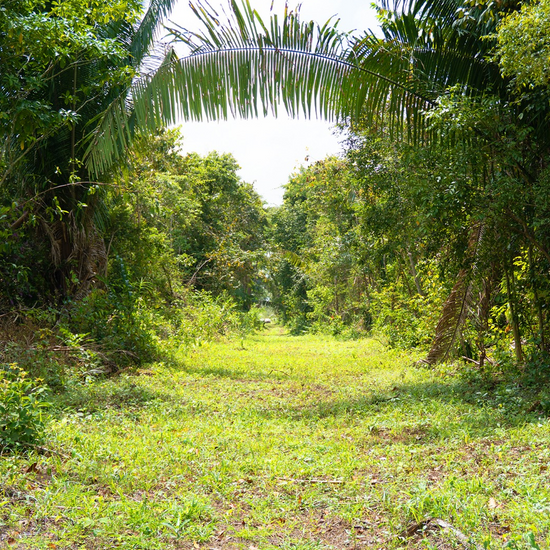 16.54 Acres Near Hopkins | Silk Grass, Stann Creek District